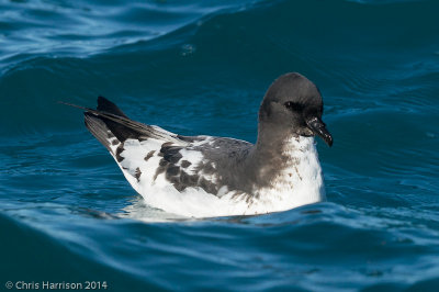 Cape Petrel