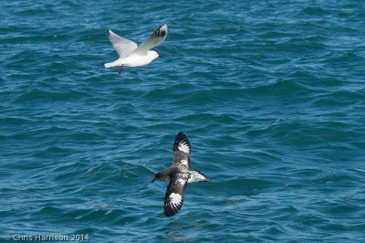 Black-billed Gull and Cape Petrel