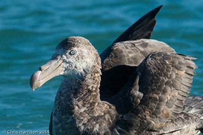 Northern Giant Petrel