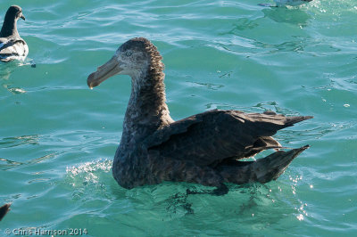 Northern Giant Petrel