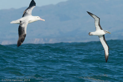 Gibson's (Wandering) Albatross and Buller's Albatross