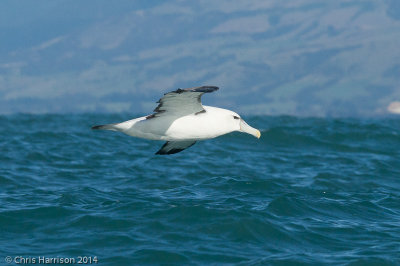 White-capped (Shy) Albatross