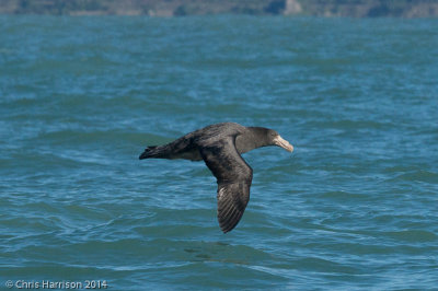 Northern Giant Petrel