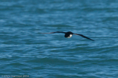 Hutton's Shearwater