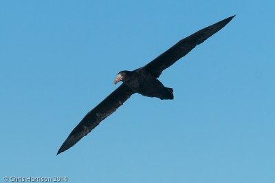 Northern Giant Petrel