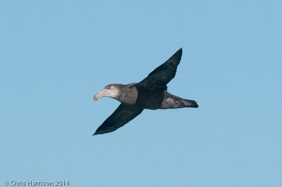 Northern Giant Petrel