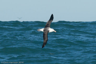 Black-browed (Campbell?) Albatross