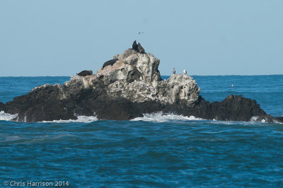 Otumatu Rock with New Zealand Fur SealArctocephalus forsteri