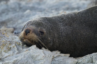 Arctocephalus forsteriNew Zealand Fur Seal