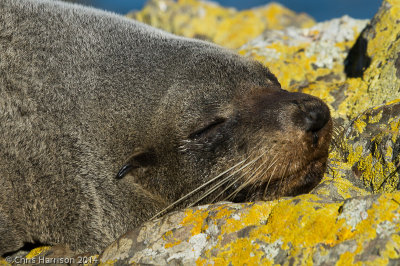 Arctocephalus forsteriNew Zealand Fur Seal