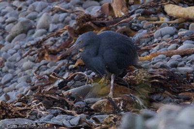 Pacific Reef-Heron