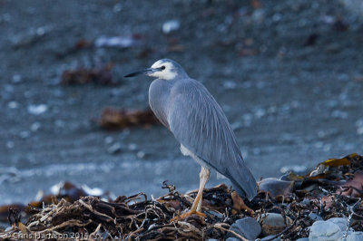 White-faced Heron