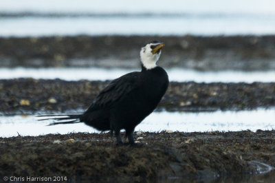 Little Pied Cormorant