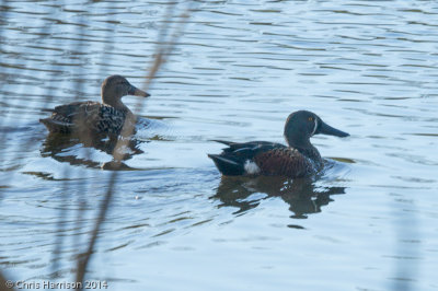 Australian Shoveler