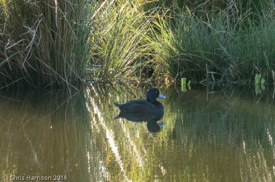 New Zealand Scaup