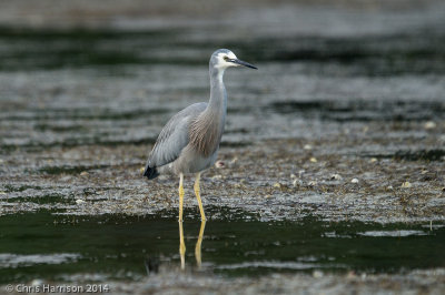 White-faced Heron