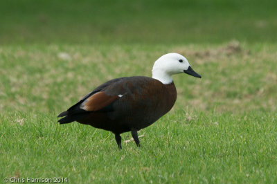 Paradise Shelduck