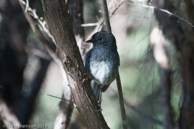 North Island Robin