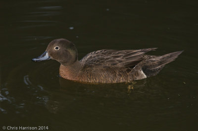 Brown Teal (Pateke)