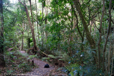 Tawharanui Ecology Trail