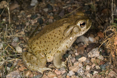 Incilius alvariusColorado River Toad