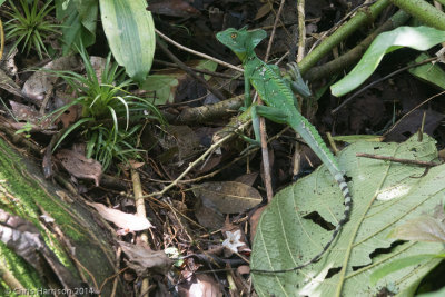 Basiliscus plumifronsPlumed Basilisk