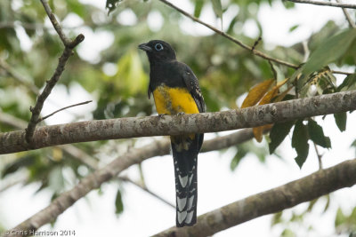 Black-headed Trogon