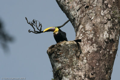 28 - Woodpeckers, Toucans, Barbets and Allies