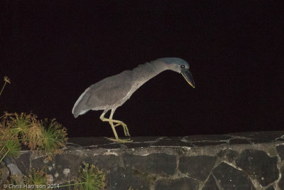 Boat-billed Heron