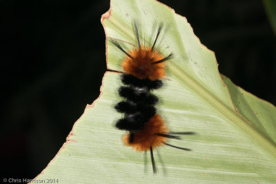 Lophocampa sp.Tussock Moth Caterpillar