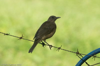 Clay-colored Thrush