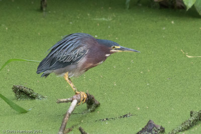 Green Heron