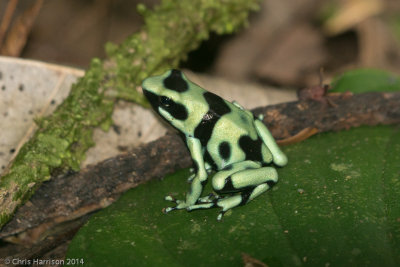 Dendrobates auratusGreen-and-black Poison-dart Frog
