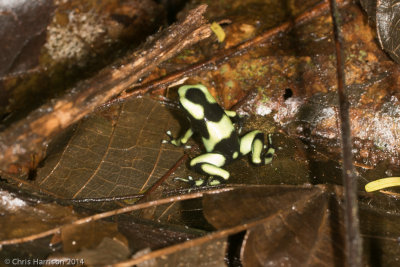 Dendrobates auratusGreen-and-black Poison-dart Frog