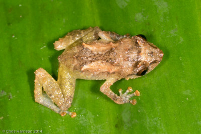 Eleutherodactylidae - Chirping Frogs and Allies