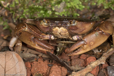 Forest Crab cf. Pseudothelphusidae