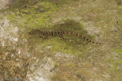 Gonatodes albogularisYellow-headed Gecko