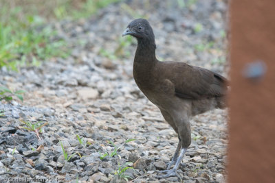 Guans, Chachalacas and Currasows