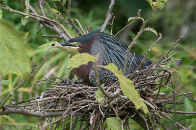 Green Heron