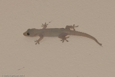 Hemidactylus garnotiiIndo-Pacific Gecko