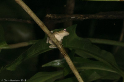 Hyla cf. rivularisMountain Stream Treefrog
