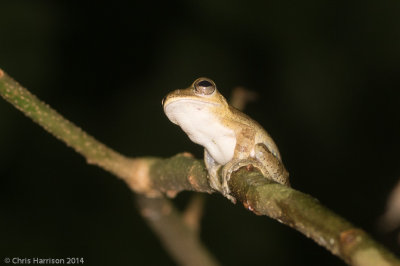Hyla cf. rivularisMountain Stream Treefrog