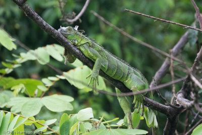 Iguana iguanaGreen Iguana