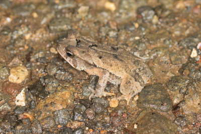 Incilius cocciferDry Forest Toad