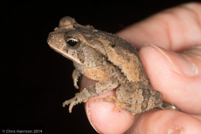 Incilius cocciferDry Forest Toad