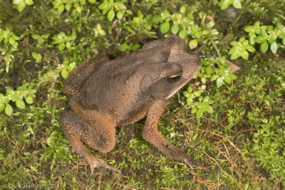 Incilius melanochlorusWet Forest Toad
