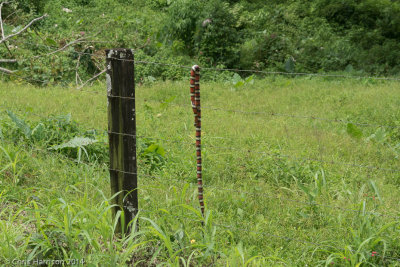 Lampropeltis micropholisEcuadorian MIlksnake