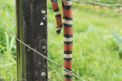 Lampropeltis micropholisEcuadorian MIlksnake