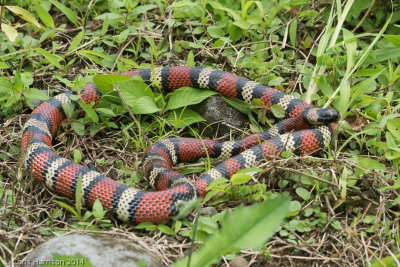 Lampropeltis micropholisEcuadorian MIlksnake