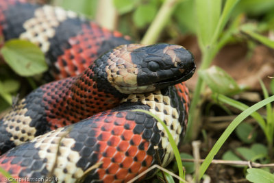 Lampropeltis micropholisEcuadorian MIlksnake